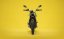 DUCATI Scrambler Icon 2G